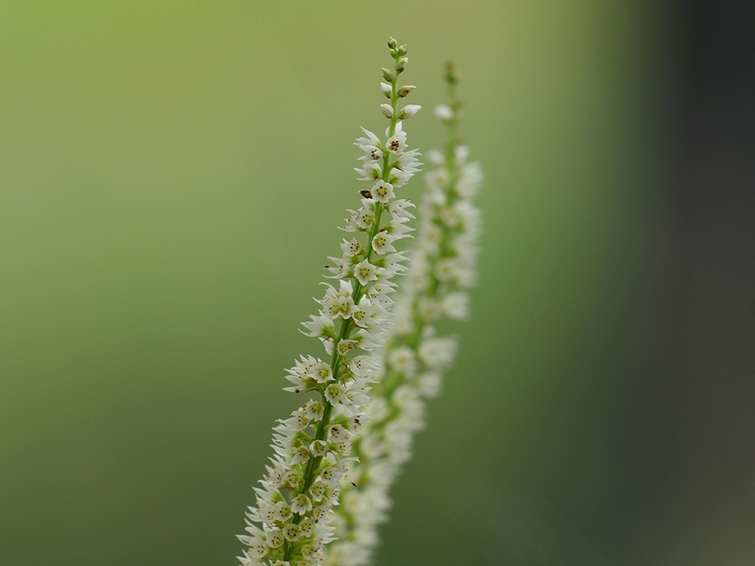 Close look at flowers