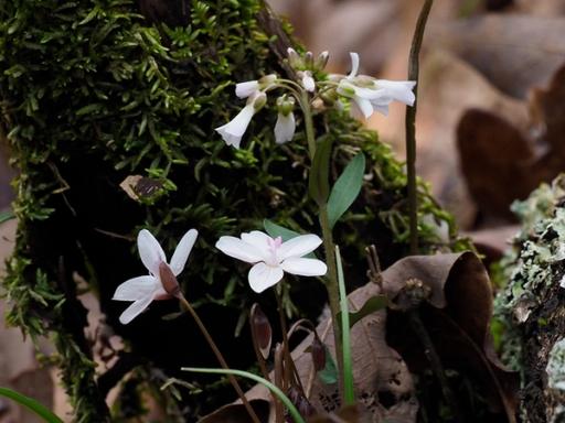 Spring Beauty and Purple cress