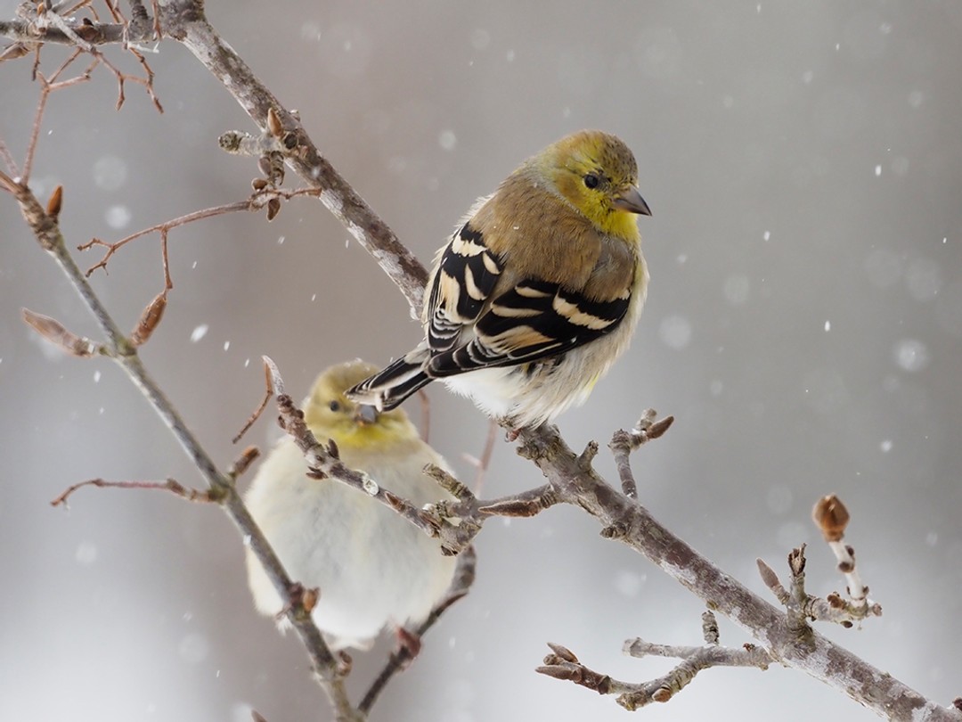 Goldfinches during winter snowstorm