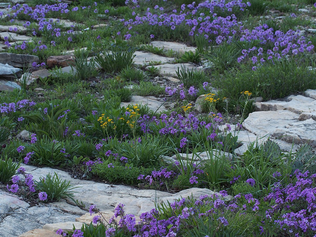 Echinacea simulata (not flowering)
