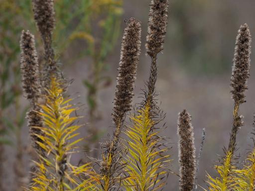Autumn color with ripe seed