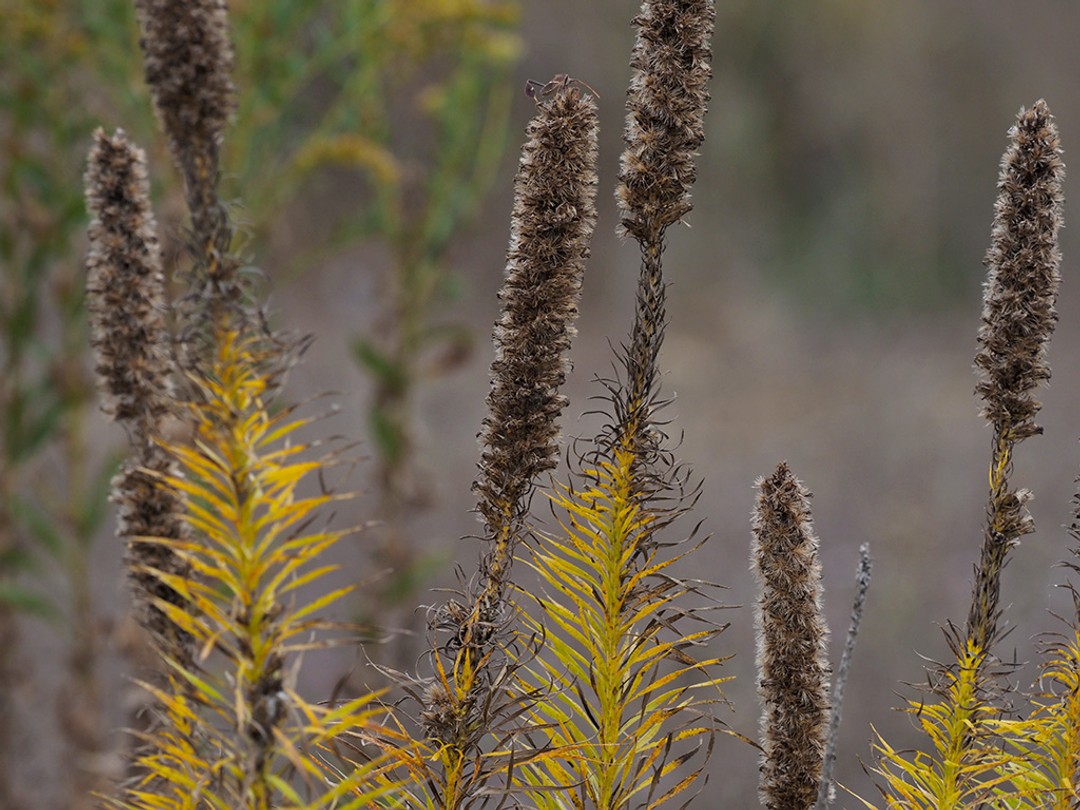 Autumn color with ripe seed