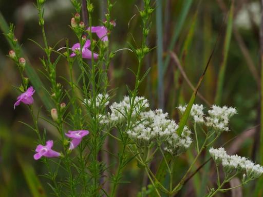 Purple false foxglove and Roundleaf thoroughwort