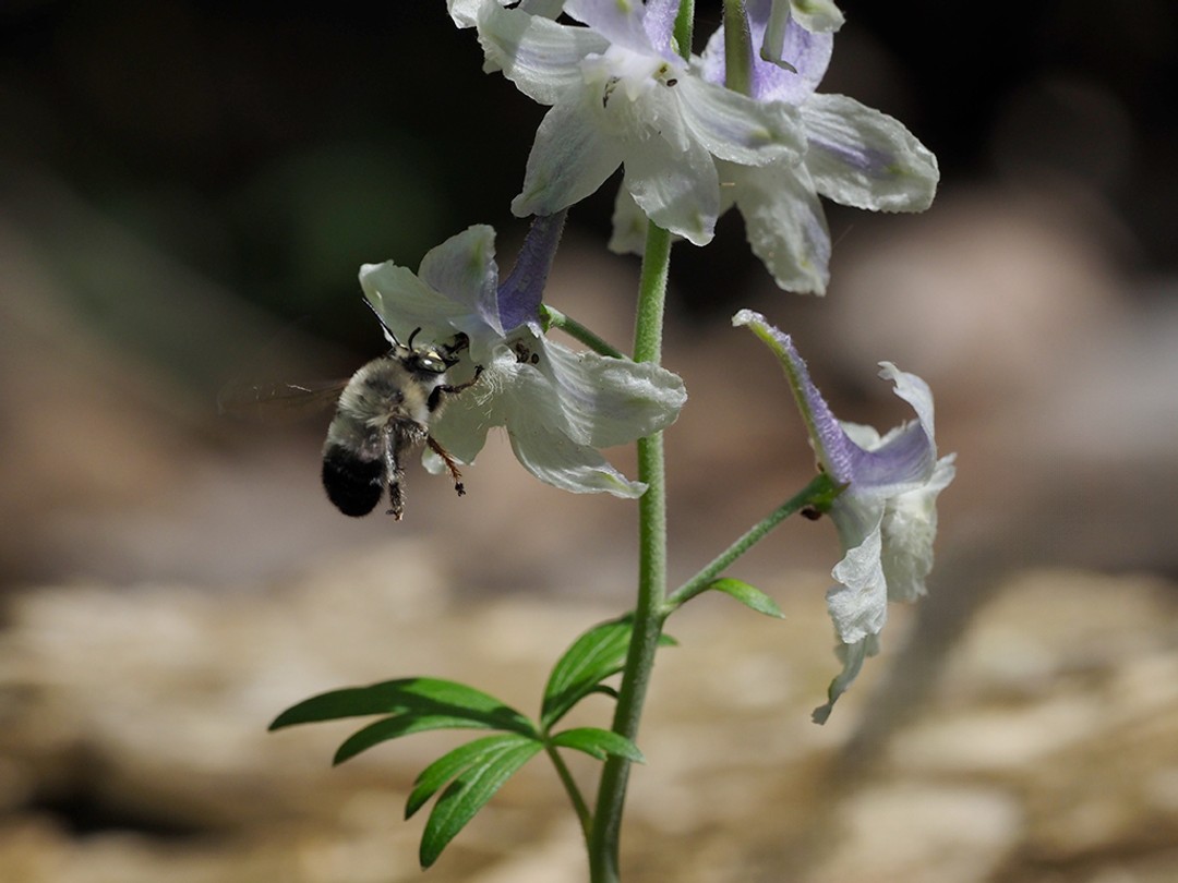 Habropoda laboriosa, Blueberry digger bee