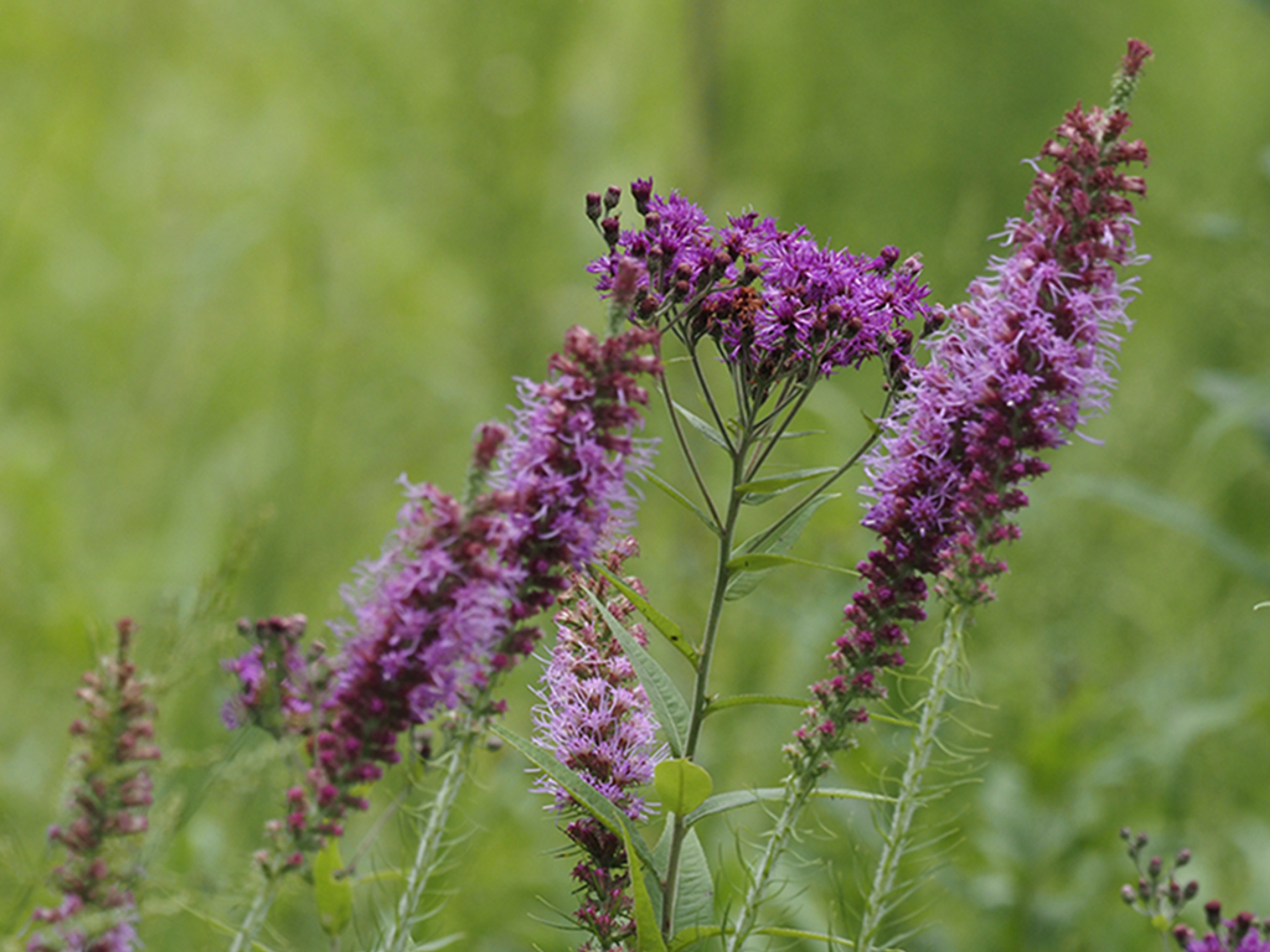 Blooming alongside Prairie Blazing Star