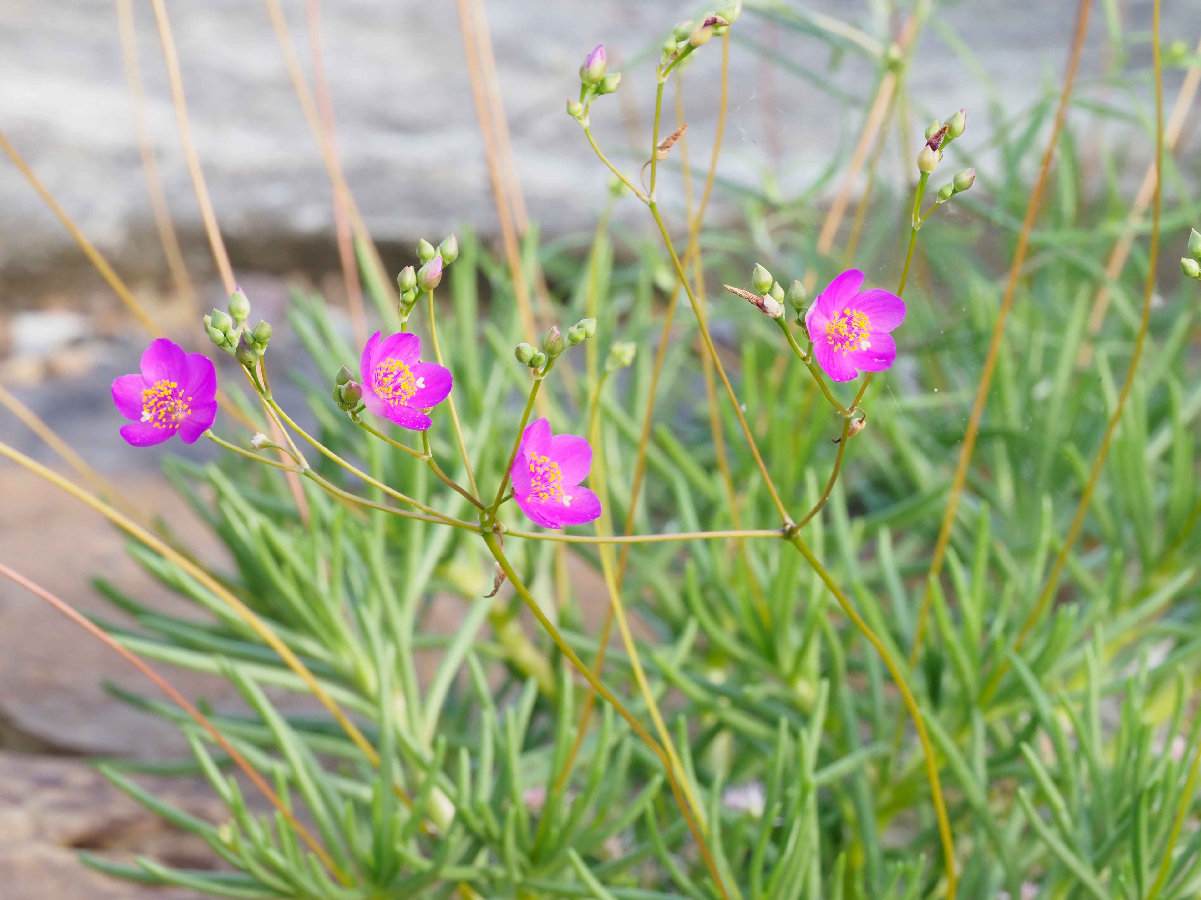 Bright Pink Flowers
