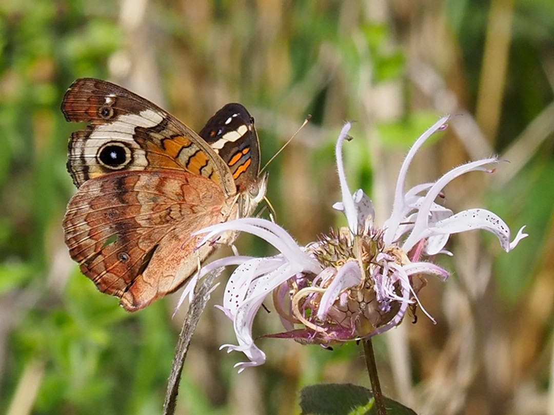 Common buckeye