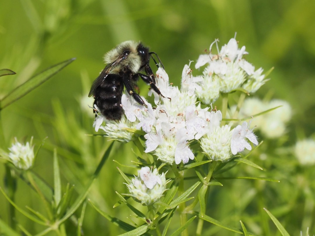 Common Eastern Bumble Bee
