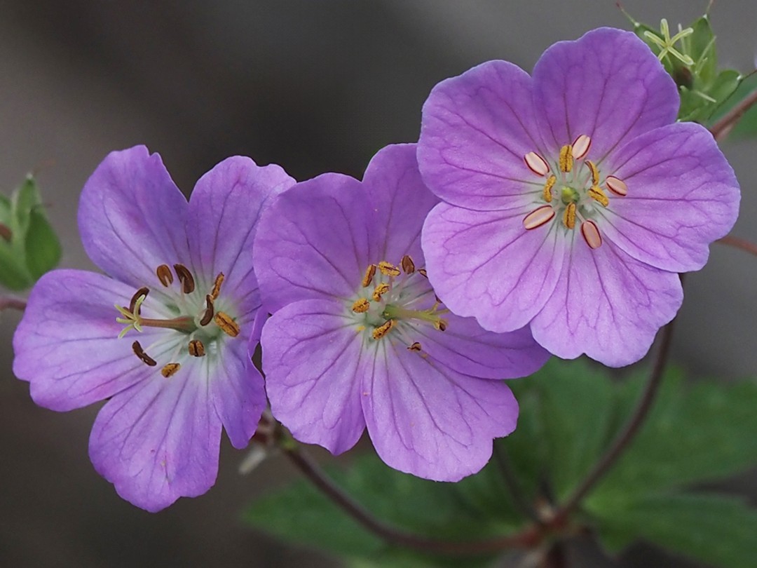 Flowers in varied stages  