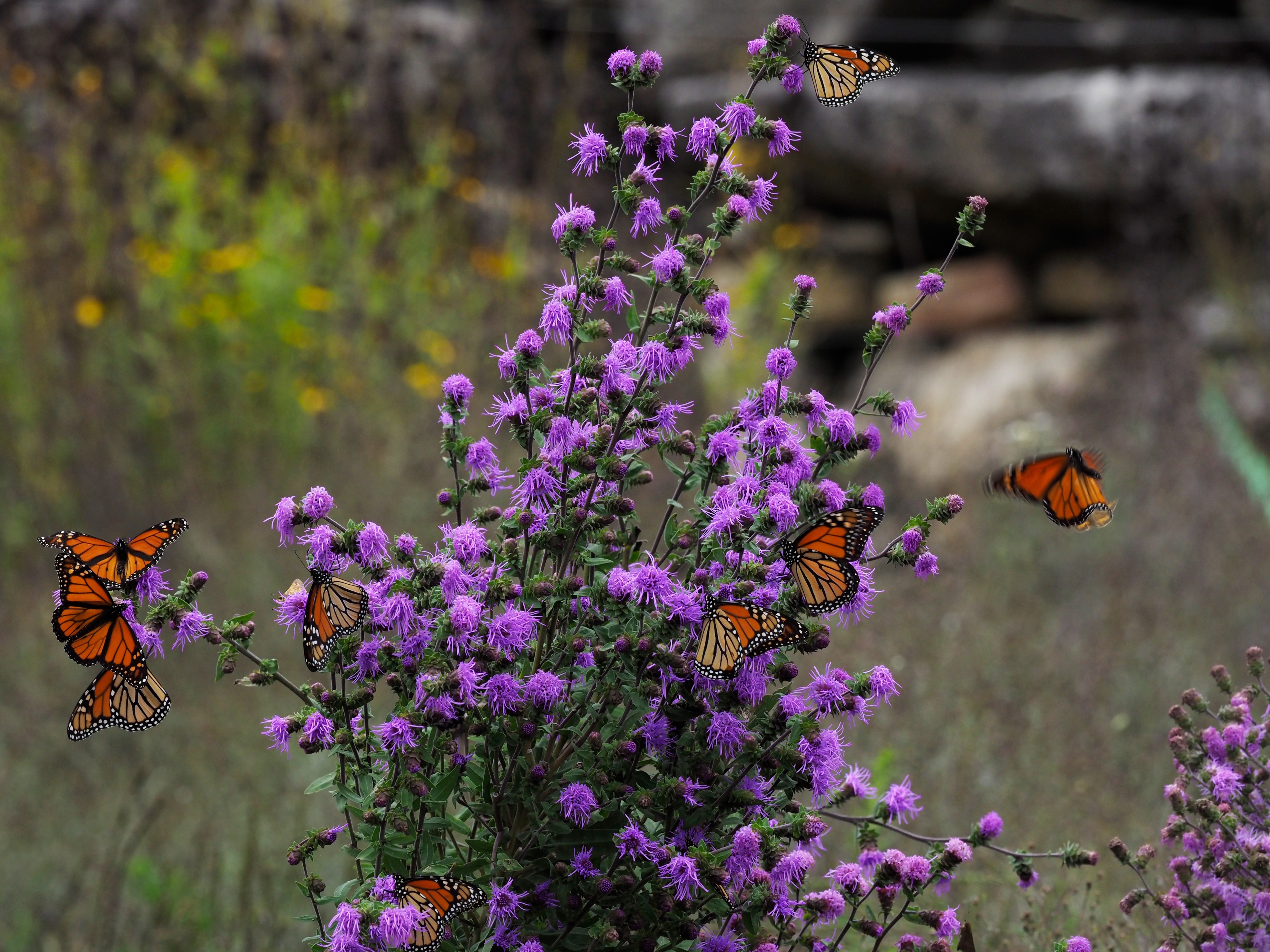 Liatris scariosa