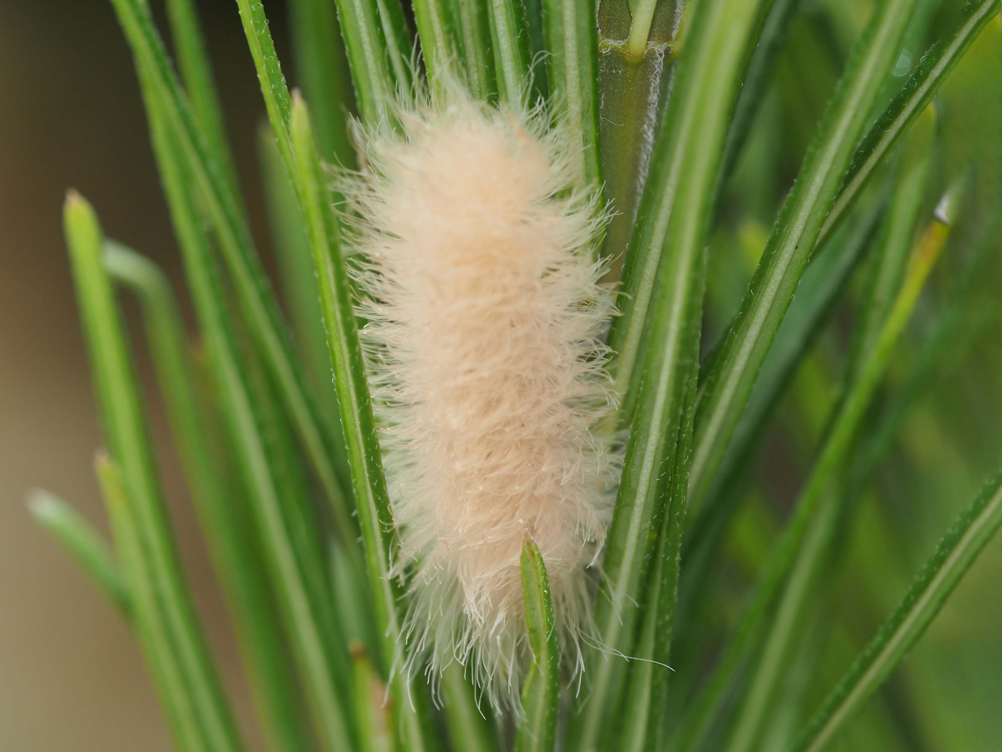Delicate Cycnia moth 