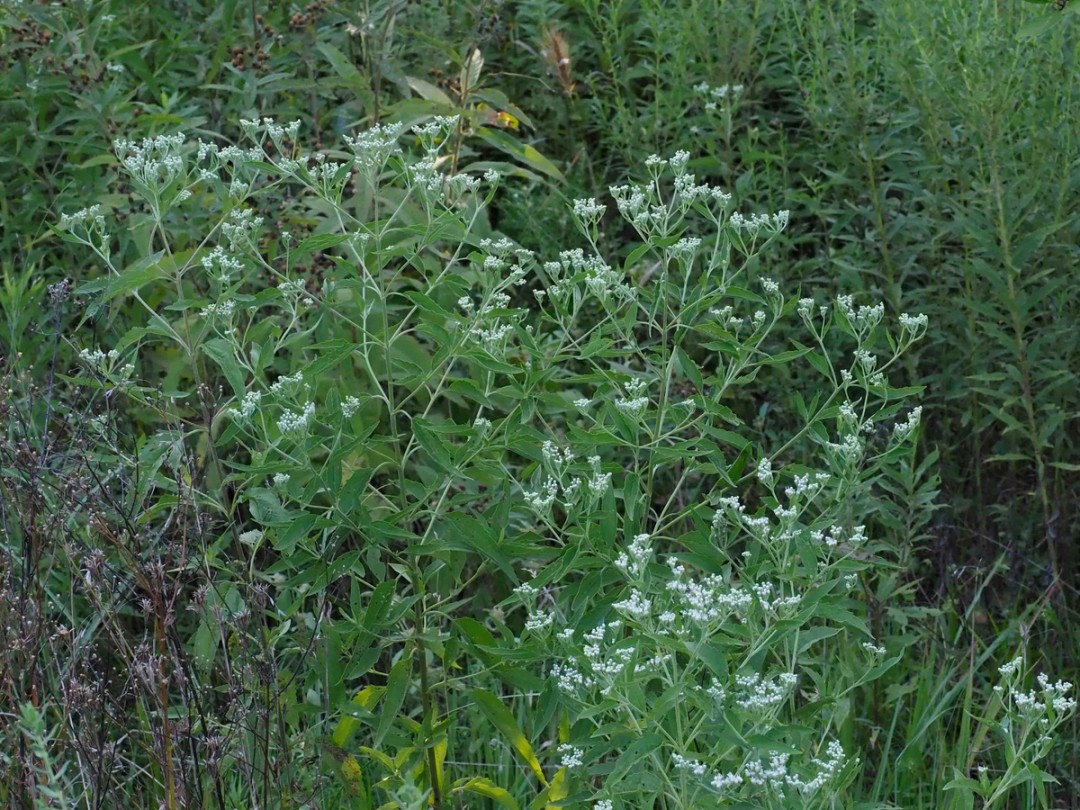 Grassland