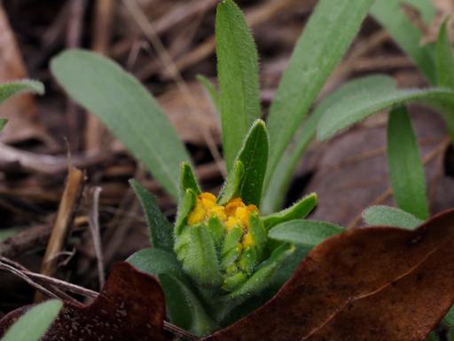 Bright orange buds