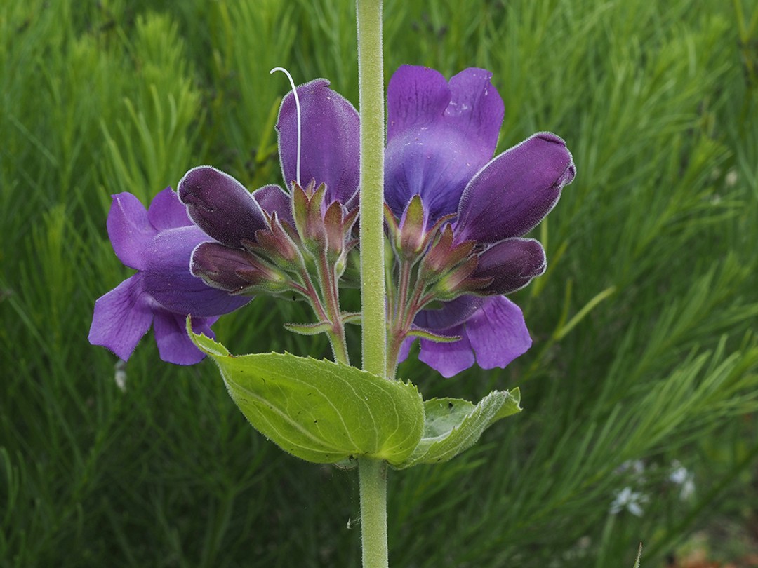 Opposite sessile leaves