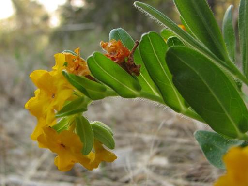 Raceme of flowers