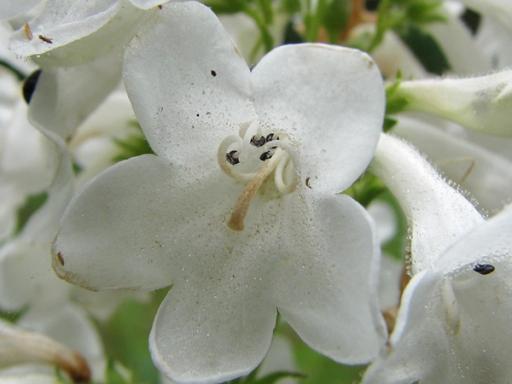 4 Stamens and Style