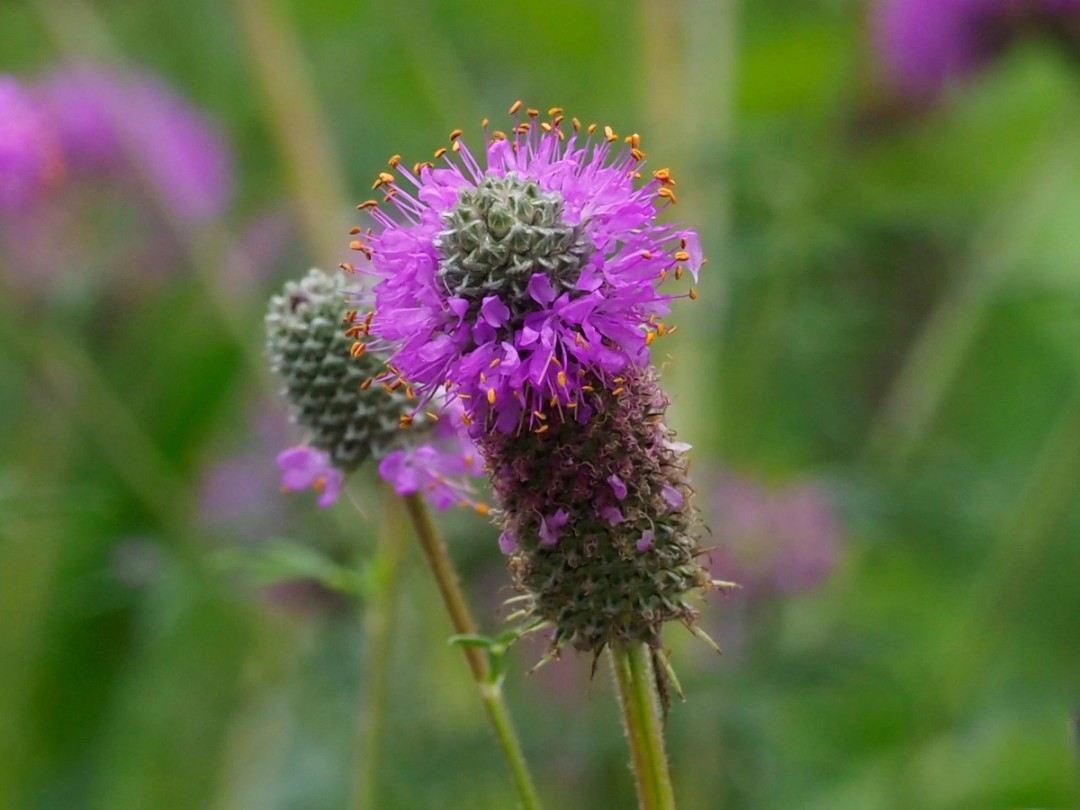 Flowering nearly complete