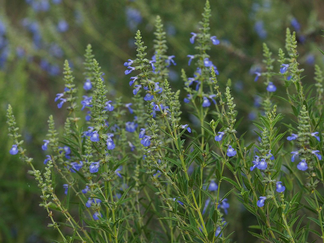 Buds and flowers