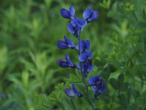 Dark blue flowers of Baptisia australis