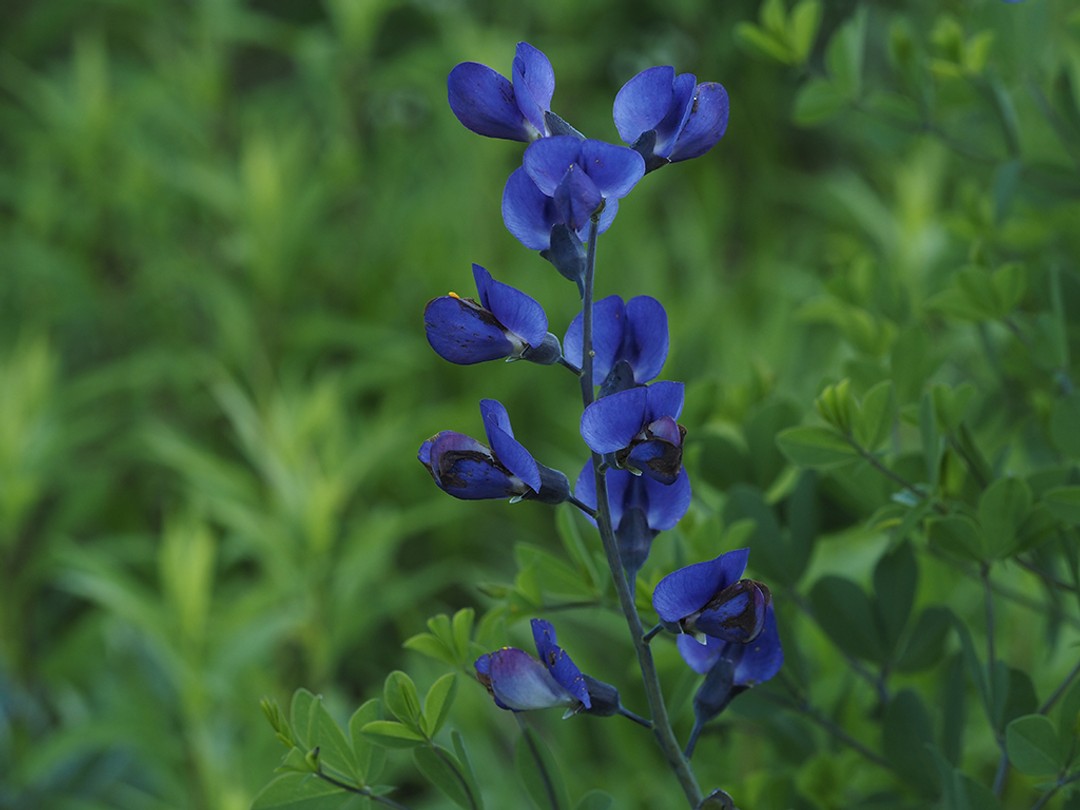 Dark blue flowers of Baptisia australis