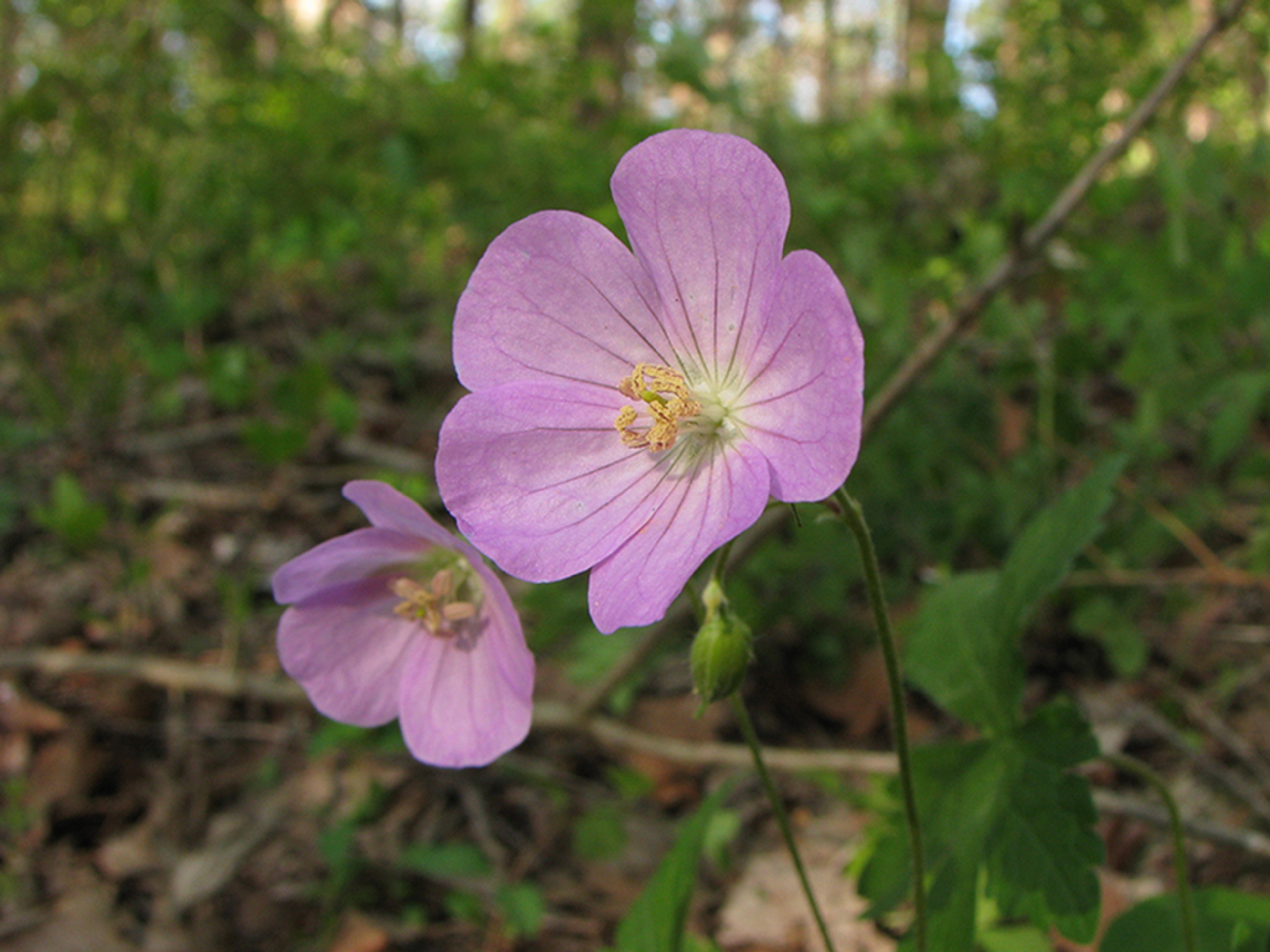 Geranium maculatum