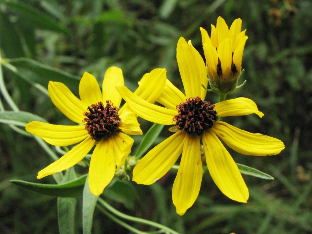 Yellow ray and reddish disc flowers