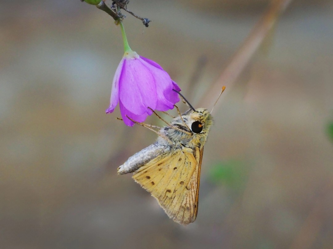Fiery skipper