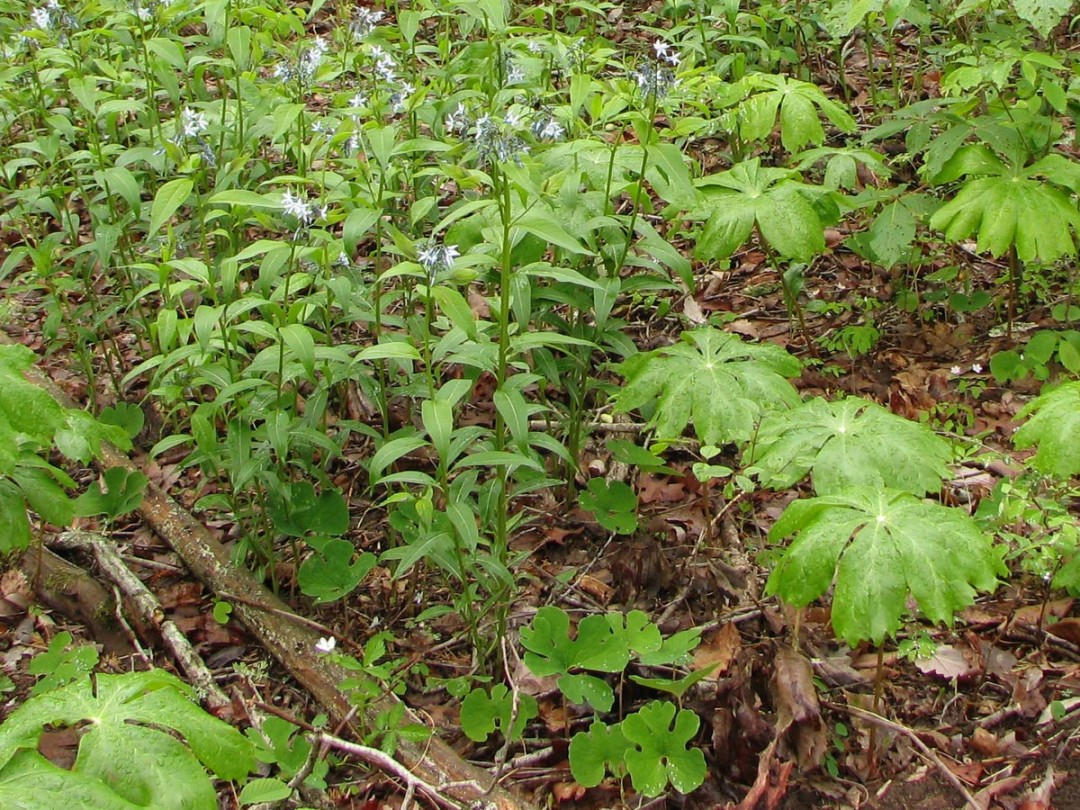 Bloodroot (leaves)