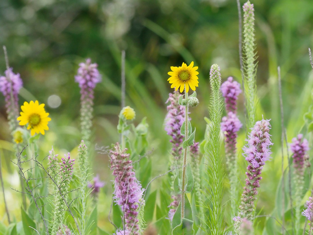 with Helianthus mollis (Ashy sunflower)