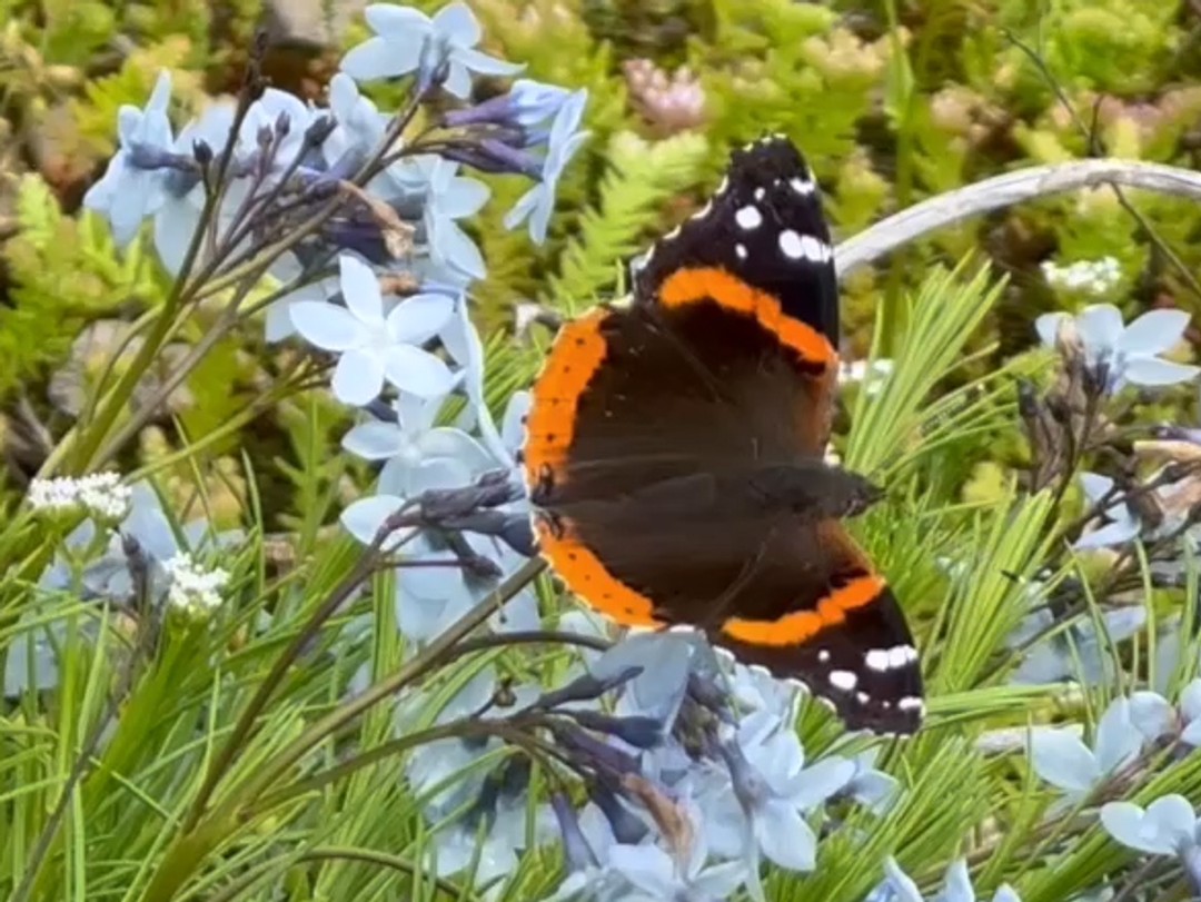 Red Admiral