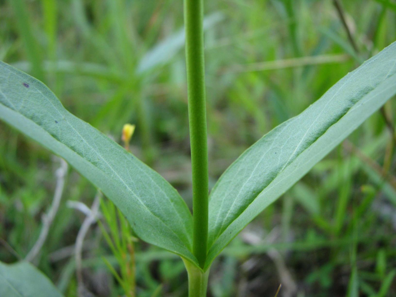 Opposite leaves