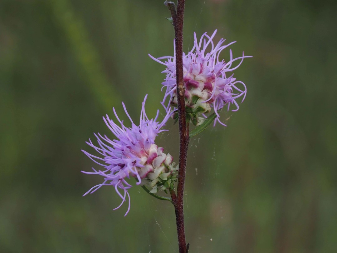 Stem with short hairs