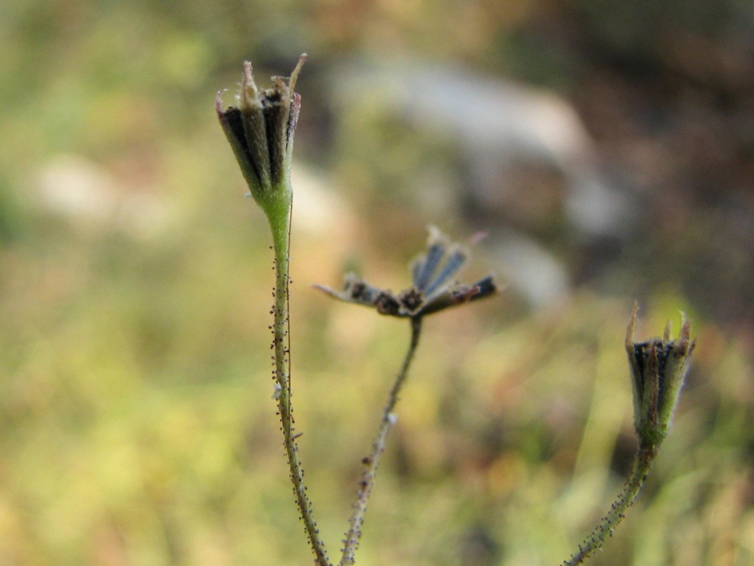 Glandular upper stem