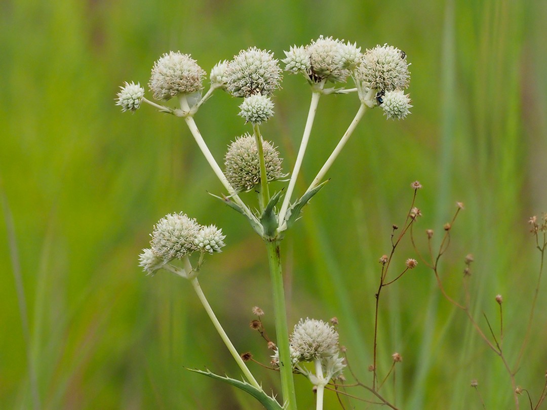 Rattlesnake master (Eryngium yuccifolium)
