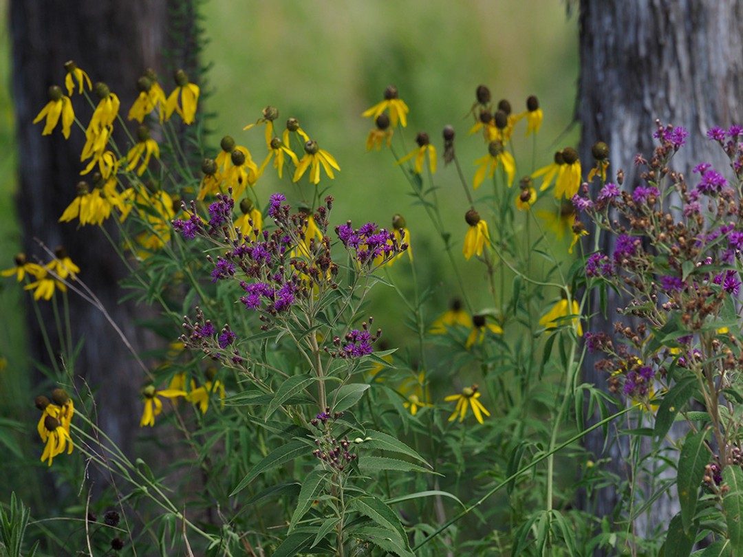 with Gray-headed Coneflower