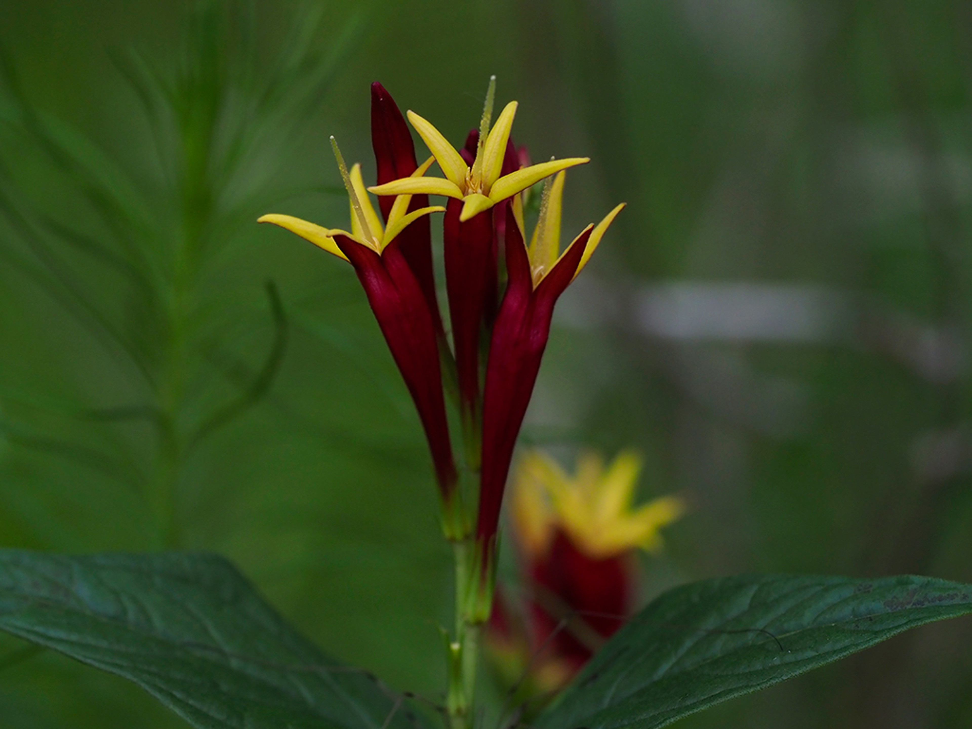 Spigelia marilandica