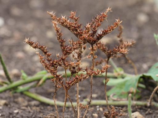 Crispy brown foliage in June