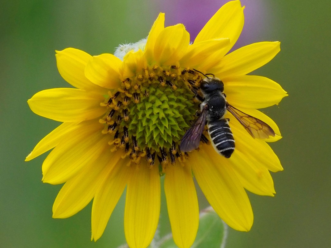 Leafcutter bee