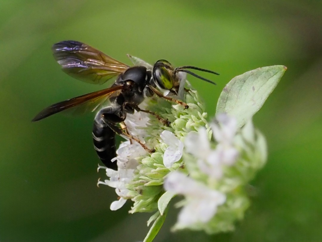 Dark Grasshopper-hunting wasp