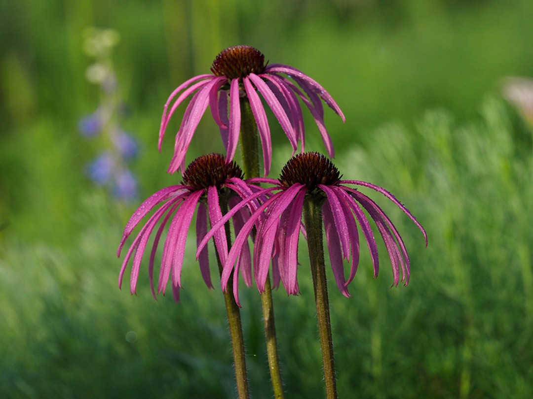 Glade coneflower (Echinacea simulata)