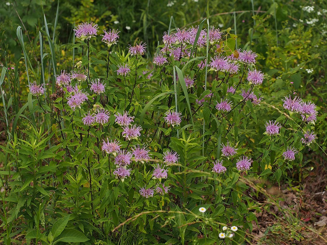 Glade habitat