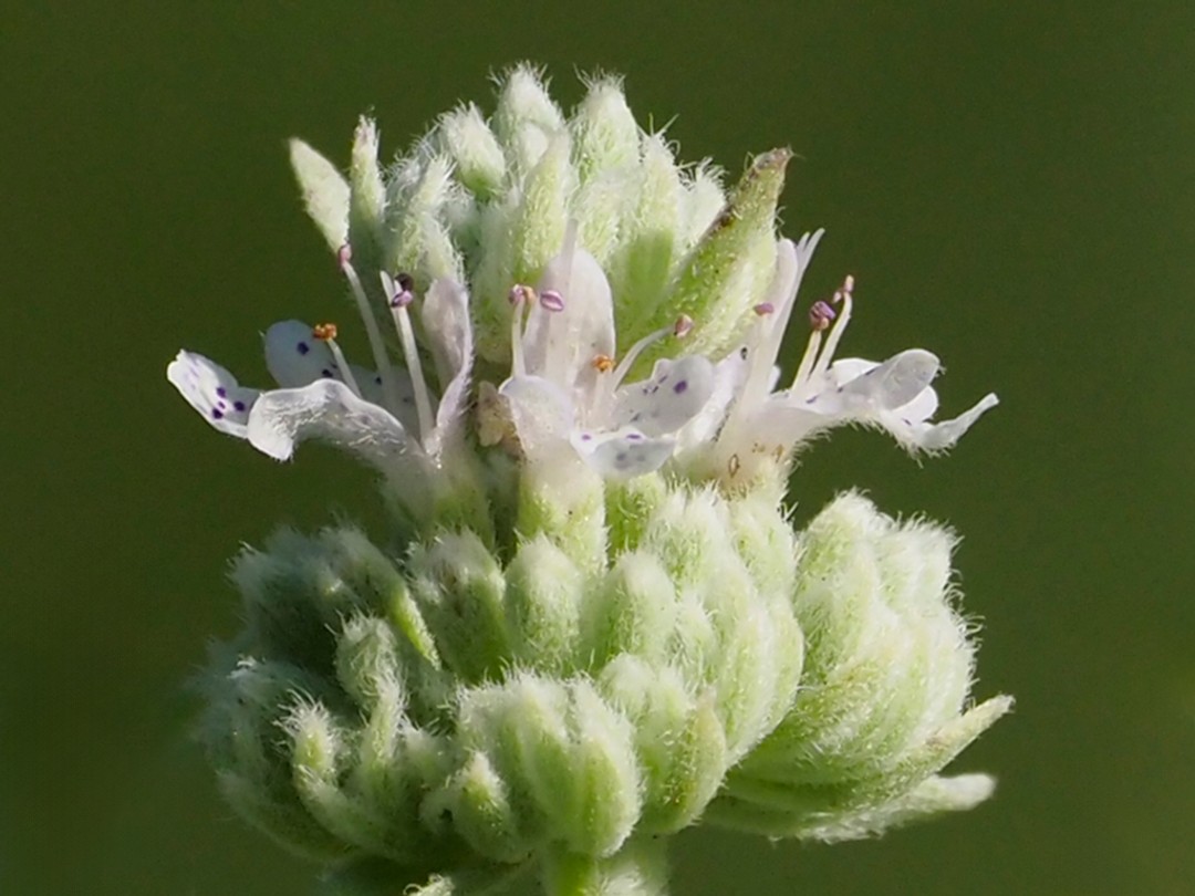 Flowers and hirsute calyces