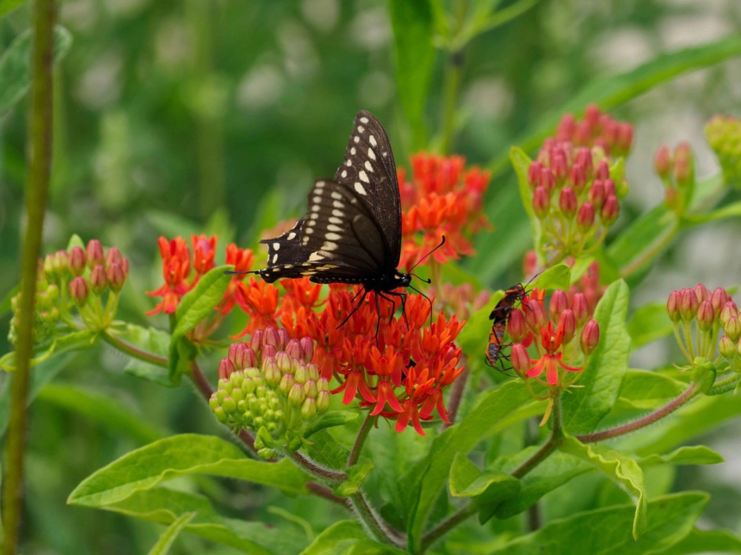 Black swallowtail