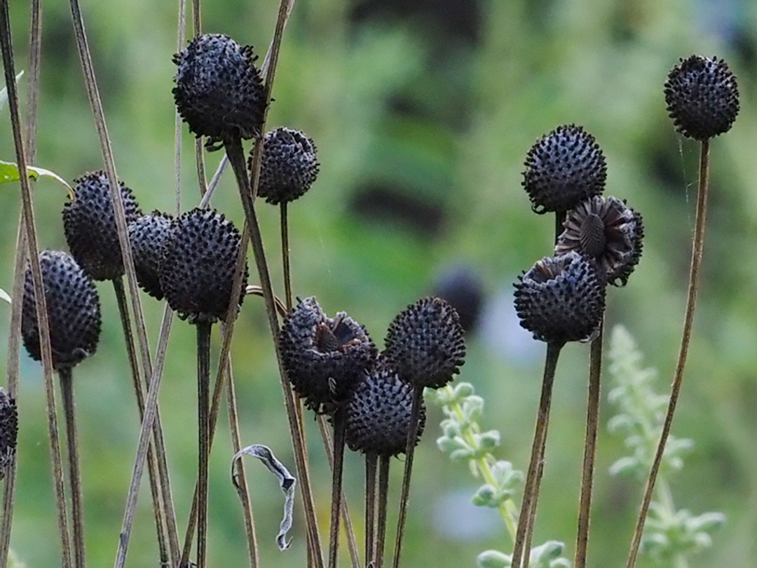 Ripe seed heads