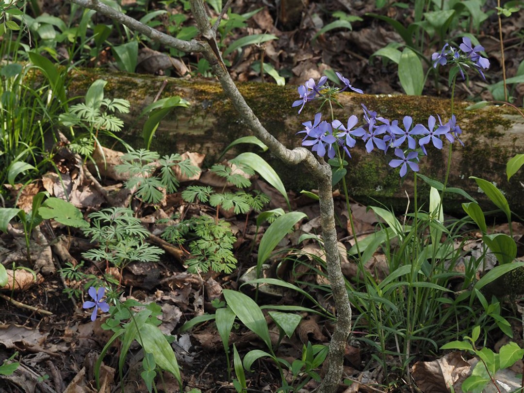 Blue phlox, Trout lily and Dutchman's Breeches