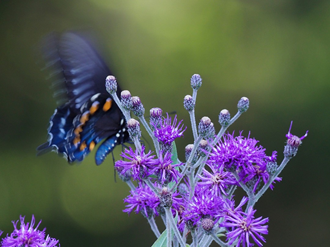 Pipevine Swallowtail