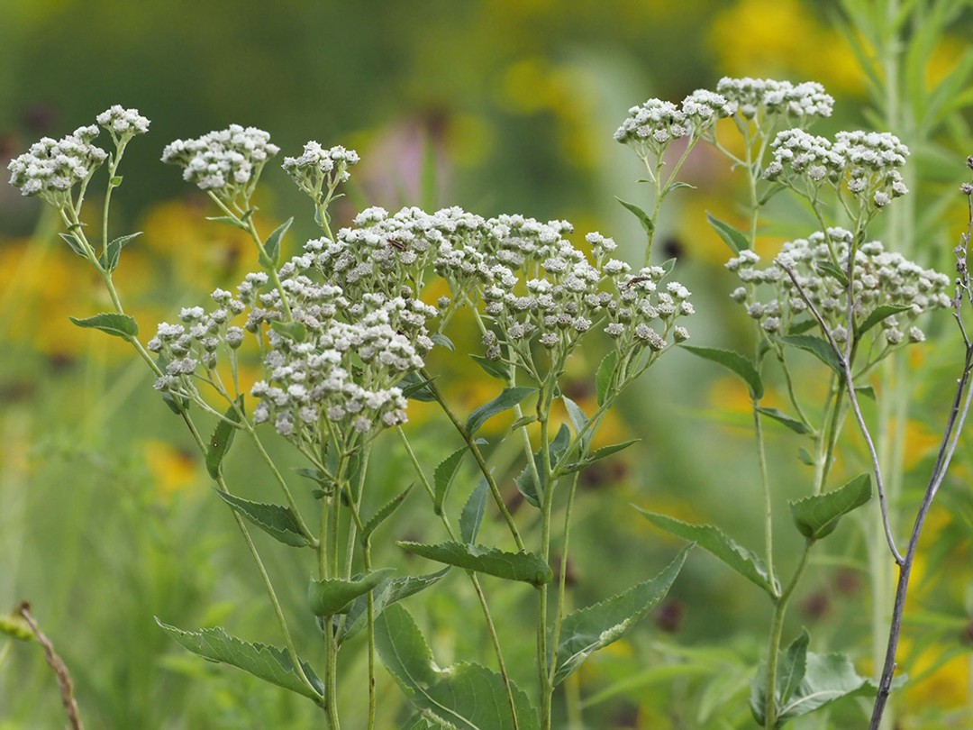 Wild quinine (Parthenium integrifolium)