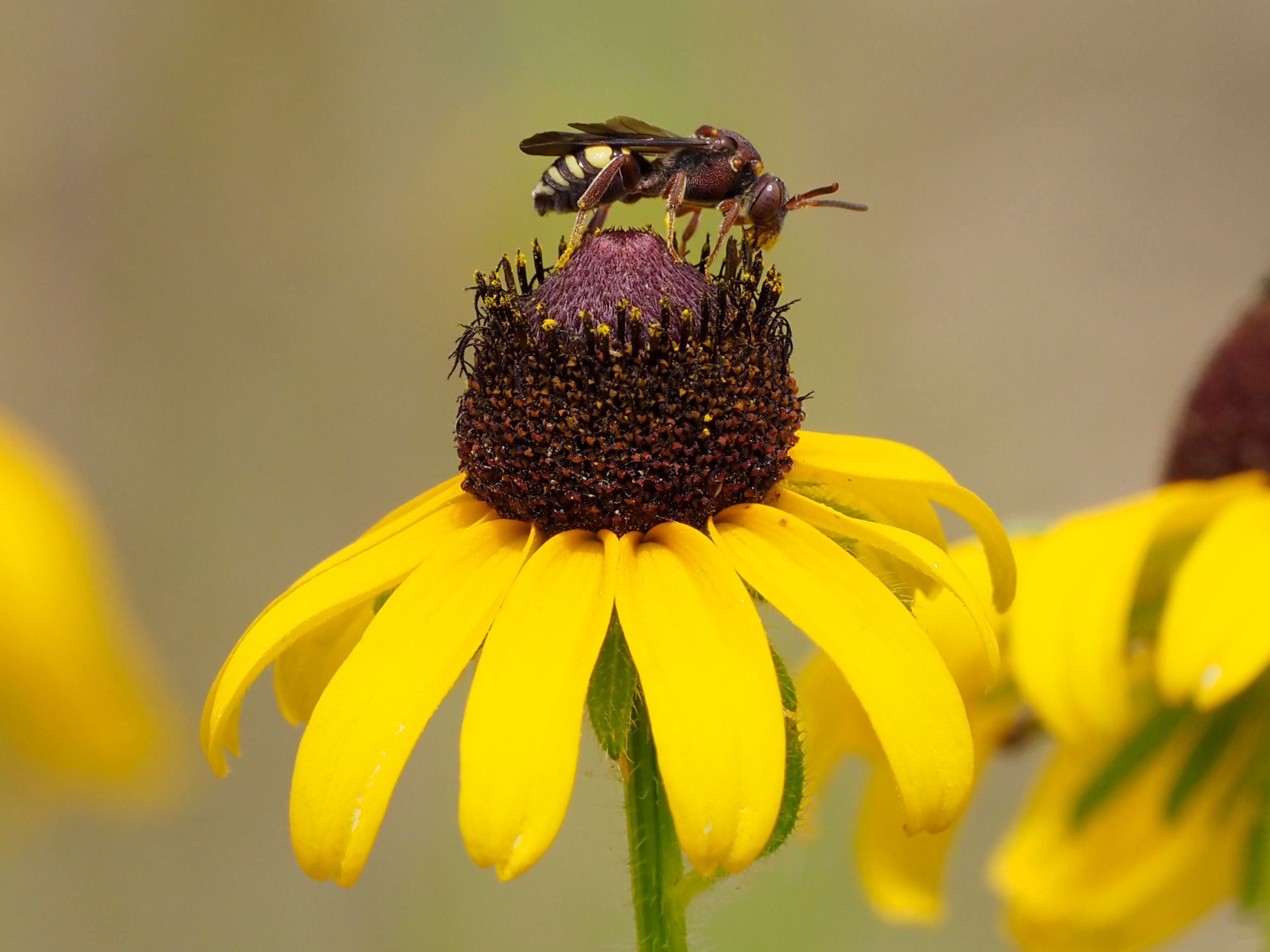 Nomada erigeronis bee