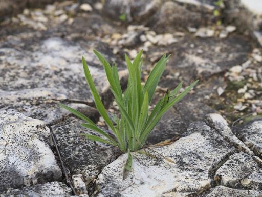 Hairy spring leaves