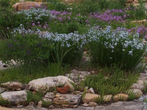 Rose verbena blooming with Fringed bluestar